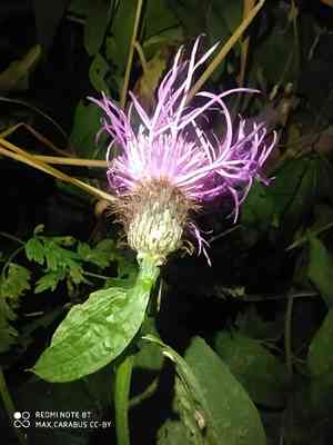 Wig knapweed(Centaurea phrygia)