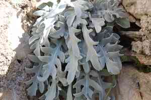 Centaurea ragusina(Centaurea ragusina)