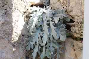 Centaurea ragusina(Centaurea ragusina)