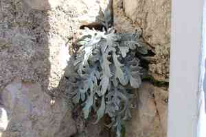 Centaurea ragusina(Centaurea ragusina)