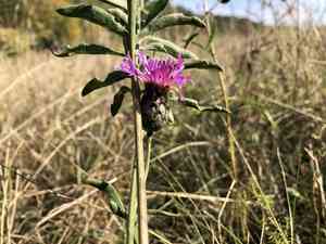 Greater knapweed(Centaurea scabiosa)