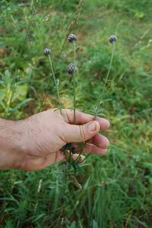 Greater knapweed(Centaurea scabiosa)