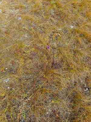 Greater knapweed(Centaurea scabiosa)