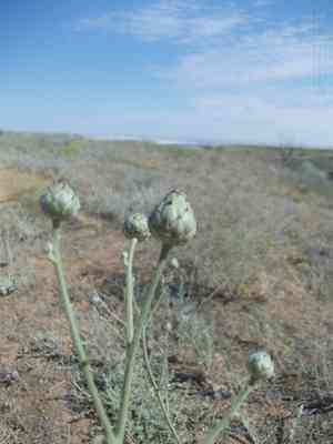 Greater knapweed(Centaurea scabiosa)