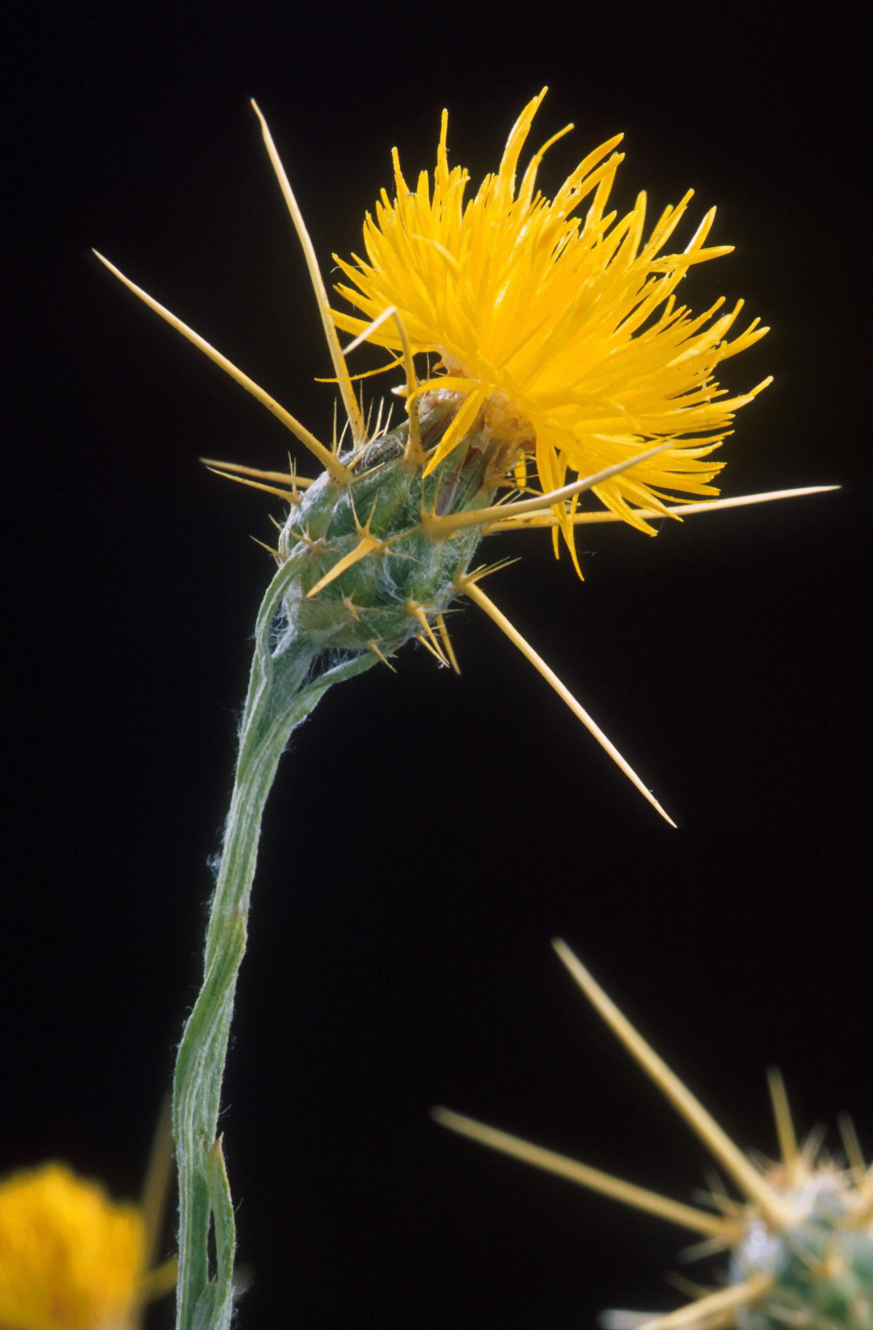 Yellow star-thistle