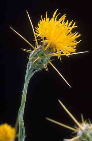 Yellow star-thistle(Centaurea solstitialis)
