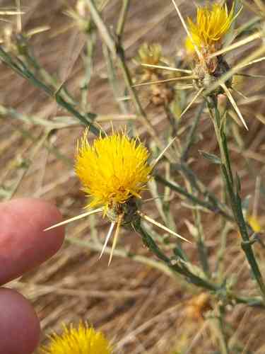 Yellow star-thistle(Centaurea solstitialis)