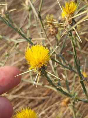 Yellow star-thistle(Centaurea solstitialis)