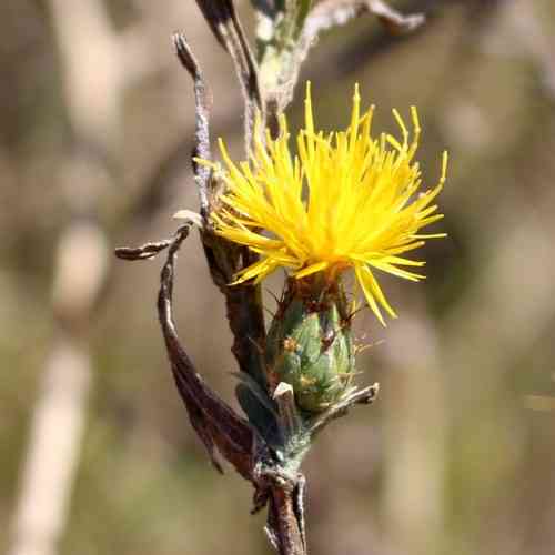 Yellow star-thistle(Centaurea solstitialis)