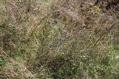 Yellow star-thistle(Centaurea solstitialis)