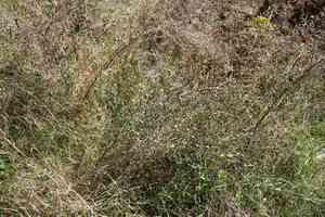 Yellow star-thistle(Centaurea solstitialis)