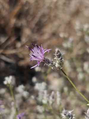 Squarrose knapweed(Centaurea virgata)