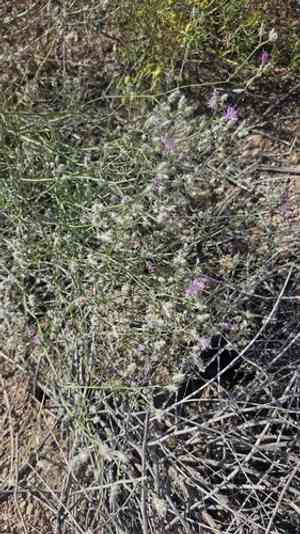 Squarrose knapweed(Centaurea virgata)