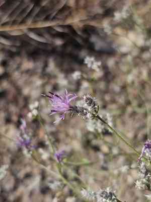 Squarrose knapweed(Centaurea virgata)