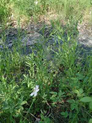 Centaury (Centaurea)(Centaurea)