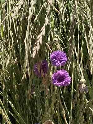 Centaury (Centaurea)(Centaurea)
