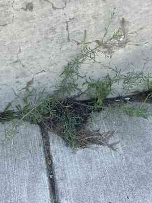 Centaury (Centaurea)(Centaurea)