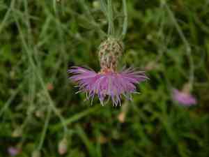 Centaury (Centaurea)(Centaurea)