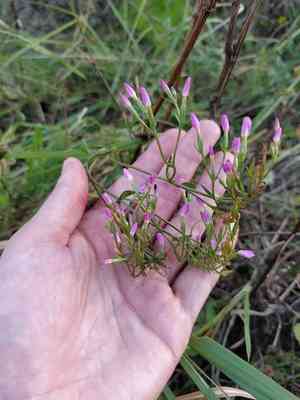 Common centaury(Centaurium erythraea)