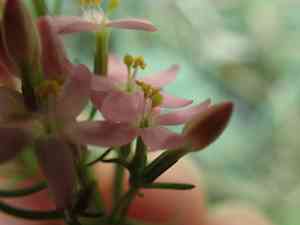 Common centaury(Centaurium erythraea)