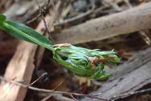 Common centaury(Centaurium erythraea)