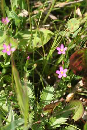 Branched centaury(Centaurium pulchellum)