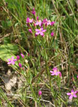 Branched centaury(Centaurium pulchellum)