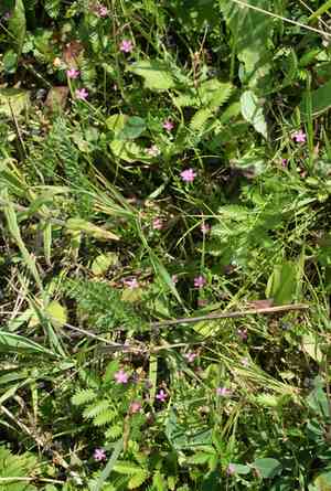 Branched centaury(Centaurium pulchellum)