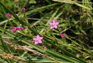 Branched centaury(Centaurium pulchellum)