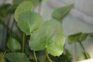 Centella (Centella)(Centella)