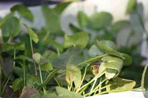 Centella (Centella)(Centella)