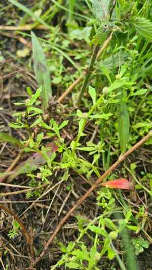 Spreading sneezeweed(Centipeda minima)