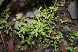 Spreading sneezeweed(Centipeda minima)
