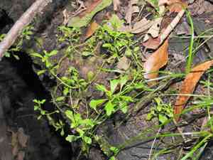 Spreading sneezeweed(Centipeda minima)