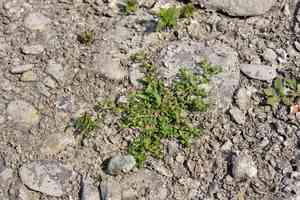 Spreading sneezeweed(Centipeda minima)