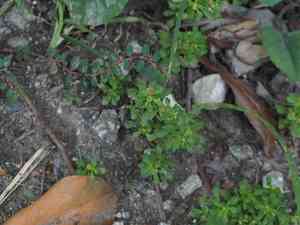 Spreading sneezeweed(Centipeda minima)