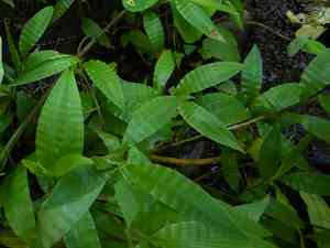 Barbed grass(Centotheca lappacea)