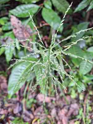 Barbed grass(Centotheca lappacea)