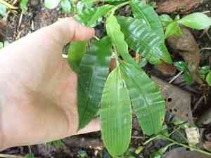 Barbed grass(Centotheca lappacea)
