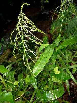 Barbed grass(Centotheca lappacea)