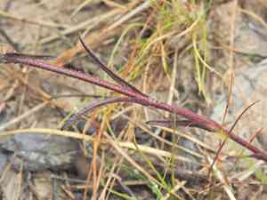 Swamp foxglove(Centranthera cochinchinensis)