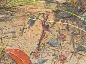 Swamp foxglove(Centranthera cochinchinensis)