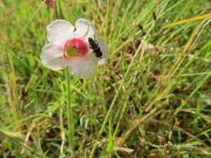 Swamp foxglove(Centranthera cochinchinensis)