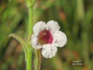 Swamp foxglove(Centranthera cochinchinensis)