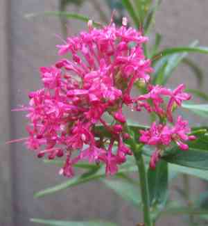 Red valerian(Centranthus ruber)