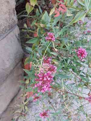 Red valerian(Centranthus ruber)