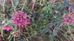 Red valerian(Centranthus ruber)