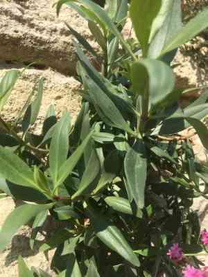 Red valerian(Centranthus ruber)