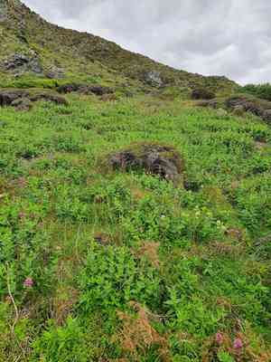Red valerian(Centranthus ruber)