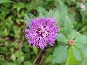 Larkdaisy(Centratherum punctatum)